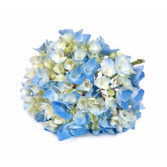 Fleur d'hortensia bleue et blanche