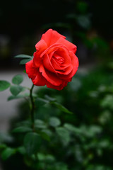Vibrant coral rose blooming in the garden