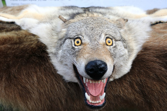 Wolf head on fur carpet