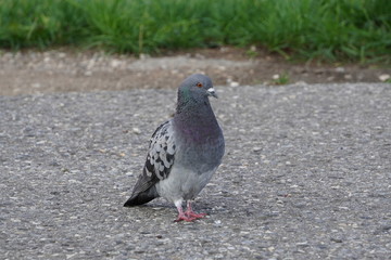 one pigeon stands on the asphalt and looks carefully into the camera, waiting for treats. urban bird