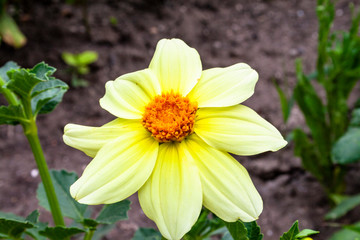 Beautiful summer flowers in the garden close-up