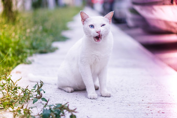 White cat blue eyes on a stress with light leaks.