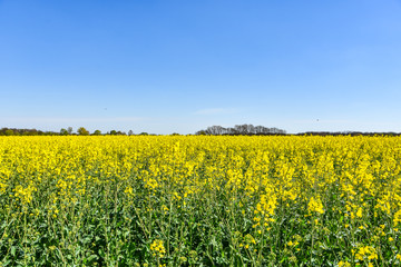Raps Feld unter baluen Himmel im Frühling