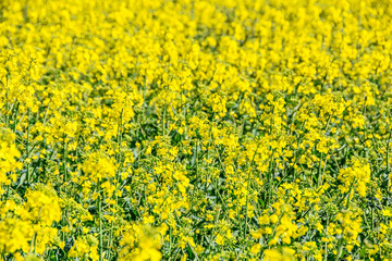 Raps Feld im Frühling