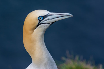 Gannets at Troup Head, Banff, Moray, Scotland, United Kingdom
