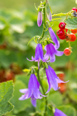 Blooming purple bellflower aka Campanula with ripe current aka Ribes in the summer garden.