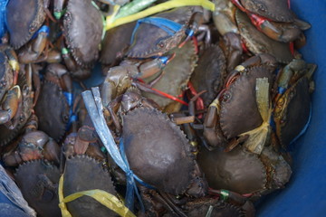 crabs on market