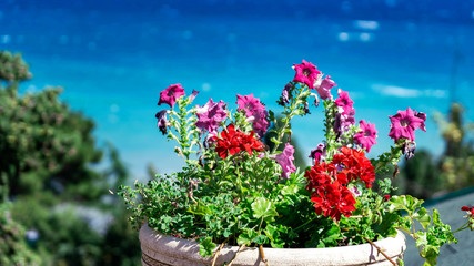 bright red flowers in a pot on a blue sea