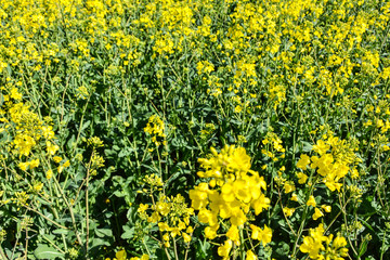 Raps Feld im Frühling