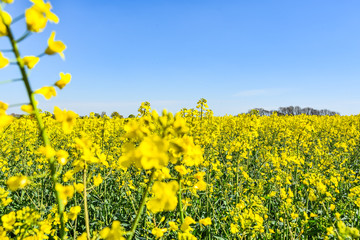 Raps Feld unter baluen Himmel im Frühling