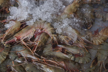 crab on ice