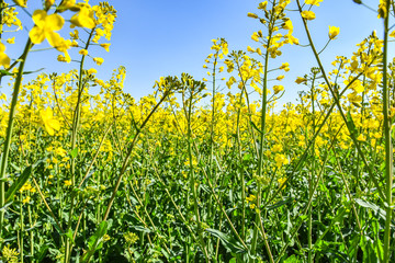 Raps Feld unter baluen Himmel im Frühling