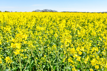 Raps Feld unter baluen Himmel im Frühling