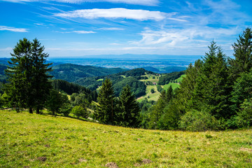 Germany, Endless wide view over black forest nature landscape tree tops of conifer and fir trees on a mountain near schauinsland in summer with blue sky
