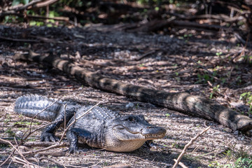 Florida exotic wildlife along the Coast, the Swamps and even at Animal Kingdom 