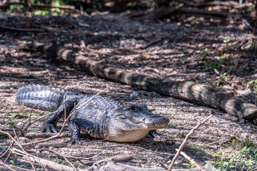 Florida exotic wildlife along the Coast, the Swamps and even at Animal Kingdom 