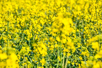 Raps Feld im Frühling