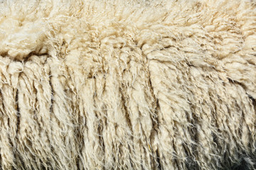 Schafwolle Close up als Hintergrund