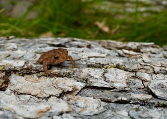Small Toad on Log