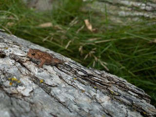 Toad on a Log