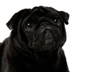 Close up of an adorable black pug