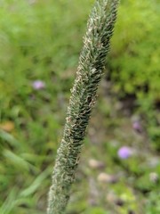 close up of green grass