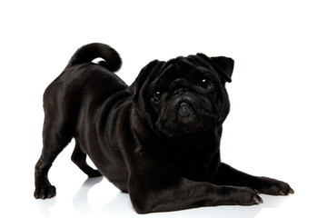 Playful black pug staring to the camera