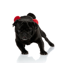 Determined black pug running around