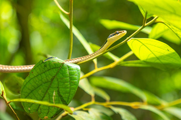 Green rainforest snake in Yanoda park next to Sanya, Hainan, China