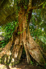 Banyan tree in Yanoda rain forest in park next to Sanya, Hainan, China