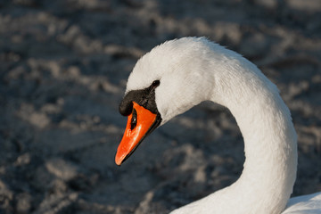Obraz premium Vögel in der Natur