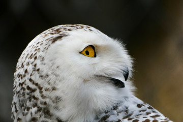 Vögel in der Natur