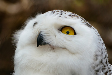 Obraz premium Vögel in der Natur