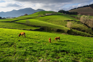 Typical landscape of Basque Country with idyllic green hills and grazing cows, Deba, Spain