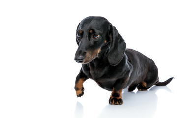 Teckel puppy dog with black fur playfully raising his paw