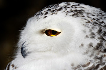Vögel in der Natur