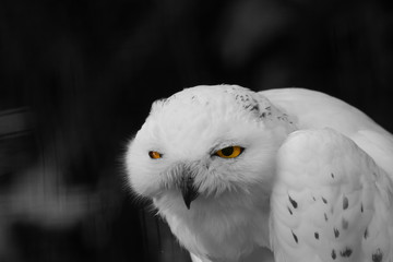Obraz premium Vögel in der Natur