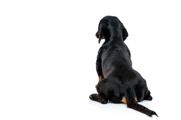 Tickel puppy dog with black fur looking ahead