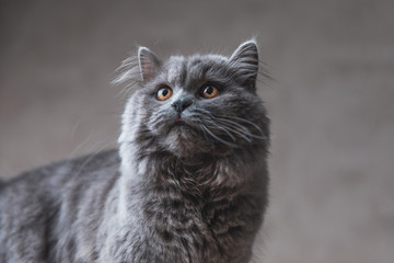 British Longhair cat with gray fur looking up