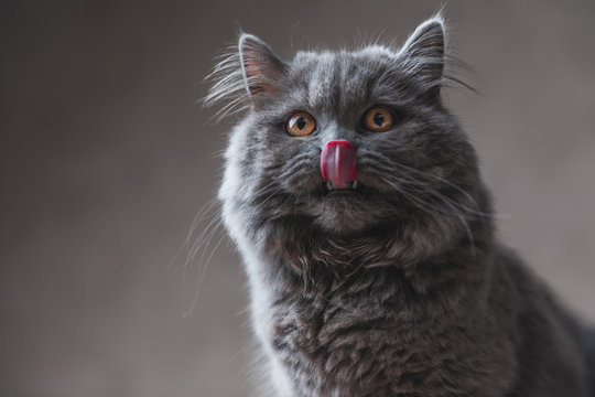  British Longhair cat with gray fur licking his nose