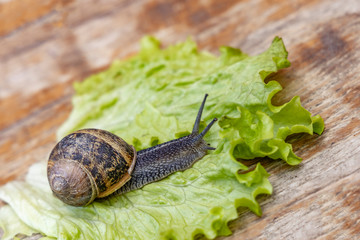 .A large snail crawls on a green leaf in the garden on a summer day.