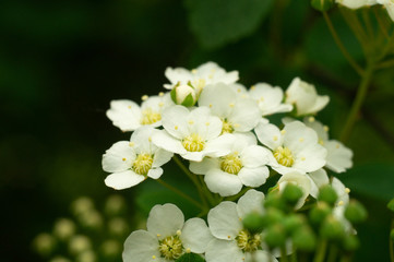 white flowers on dark backgroung