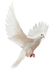 free flying white dove isolated on a white background