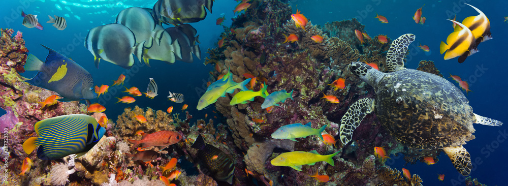 Poster Coral and fish