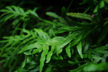 Tropical green leaf