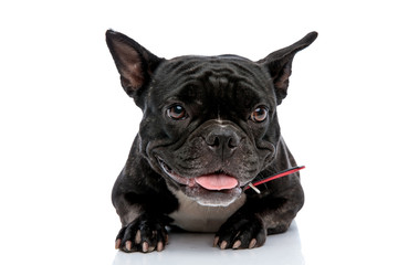 French bulldog laying down sticking out tongue