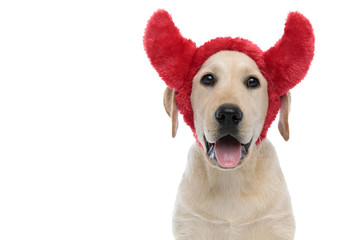 happy labrador retriever puppy dog wearing devil horns for halloween