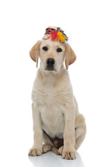 cute labrador retriever wearing traditional straw hat from Oas, Romania