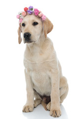 cute labrador retriever sitting and wearing flowers headband