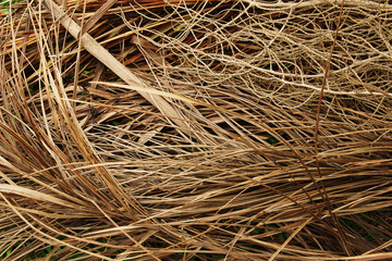 The Dried Coconut Spathe pattern texture background